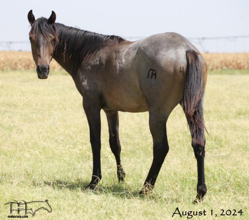 Azuls Bonita Amiga's 2023 Filly - SALE PENDING